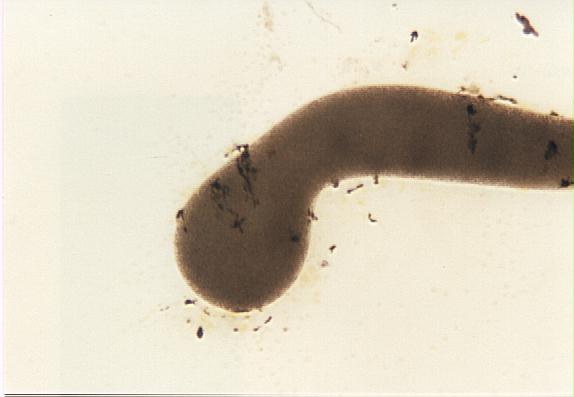 Drachenwurm 4